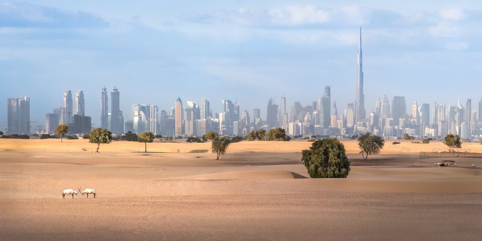 Dubai skyline seen across desert dunes through afternoon heat haze, with Arabian oryx in the foreground